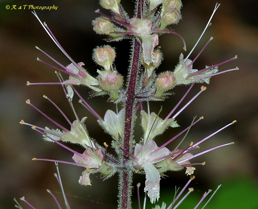 {Collinsonia verticillata}